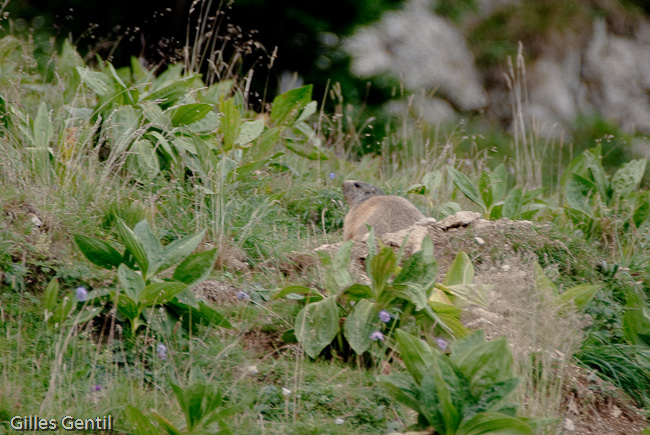 Marmotte