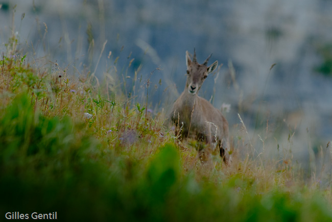 Apparition d'un bouquetin