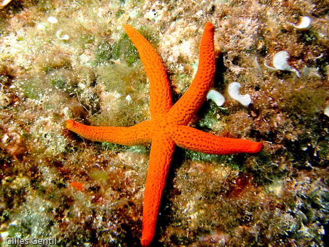 Etoile de mer rouge